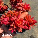 Crassula Capitella Campfire Variegated Clustering