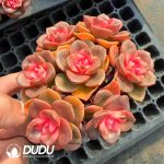 Echeveria Choloate Variegated Clustering