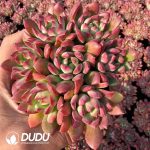 Echeveria Macdougallii Clustering