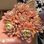 Echeveria Marcus Clustering