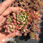 Echeveria Marcus Clustering