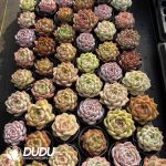 Echeveria Hybridization