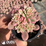 Sedum Tulloch Variegated Clustering