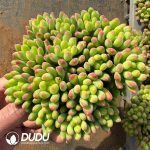 Sedum Lemon Fingers Clustering