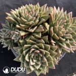 Echeveria Protrusion Maria Cluster
