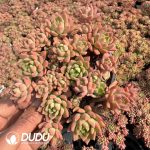 Echeveria Marcus Clustering