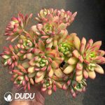 Echeveria Mini Belle Clustering