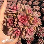 Sedum Adolpii Clustering