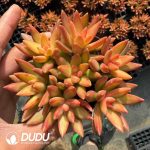 Sedum Adolphii Firestorm Clustering