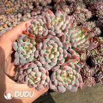 Echeveria Blue Elf Clustering