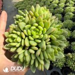 Sedum Alice Evans Clustering