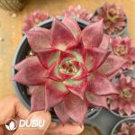Echeveria Roca