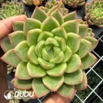 Echeveria Diamond Jenny