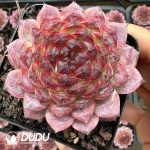 Echeveria Thunder Dragon Excellent Type