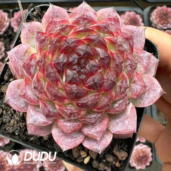 Echeveria Thunder Dragon Excellent Type - Image 1