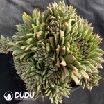 Echeveria Protrusion Maria Cluster