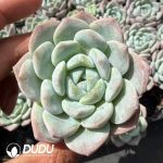 Echeveria Deep Dream