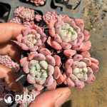 Echeveria Cute Bubble Clustering