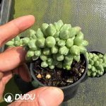 Pachyphytum Compactum Clustering