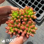 Sedum rubrotinctum Aurora Clustering