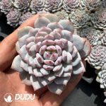 Echeveria Star Orange