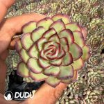 Echeveria Meat Sauce Rose