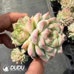 Echeveria Peach Queen Double Head