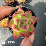 Echeveria Dream Queen