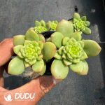 Echeveria Apple blossom Double Head