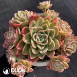 Echeveria Ice Rose Cluster