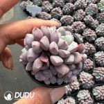 Echeveria subcorymbosa Lau 030 Clustering