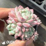 Echeveria Rumengling Clustering