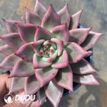 Echeveria Secunda Reglensis