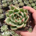 Echeveria Blue Dragon X