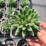 Echeveria Oracle bone