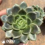 Echeveria Chunchun Jenny