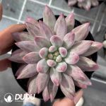 Pachyphytum Cherry/Goldfish Hime