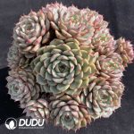 Echeveria Ben Badis Cluster