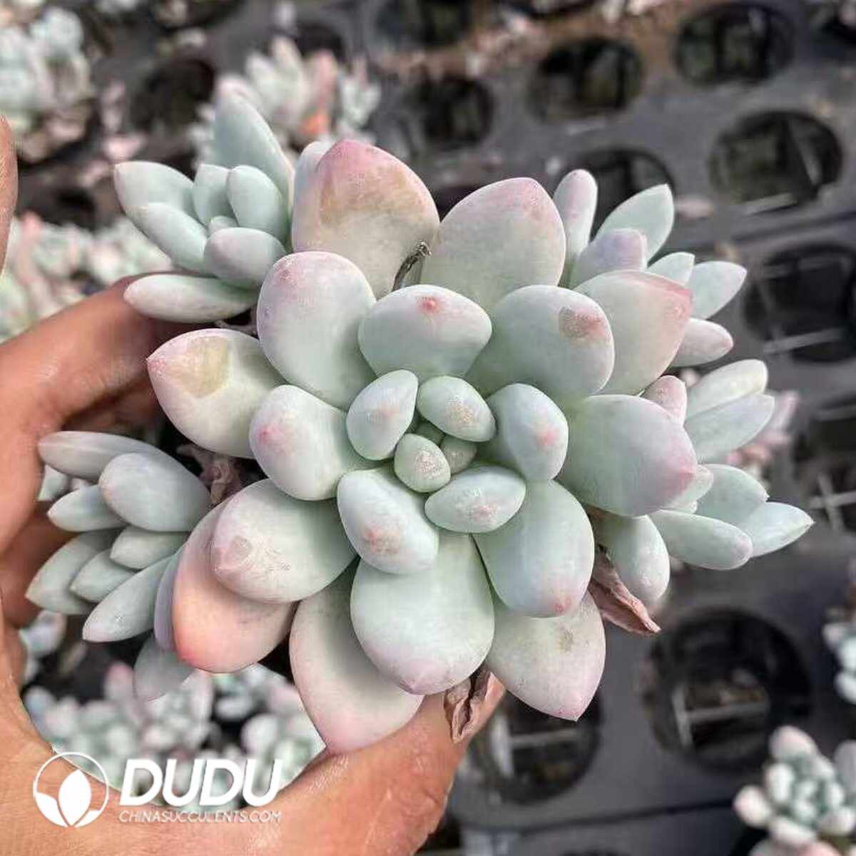 e201-1620.jpg Sedeveria Maxwell - Image 1