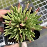Dudleya Viscida Clustering