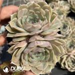 Echeveria Onslow Sugar Heart Double Heads