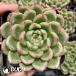 Echeveria Goatherd