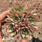 Echeveria Lotus Lantern Clustering