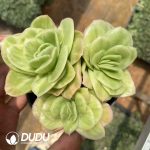 Echeveria Ice Rose Variegated Clustering