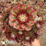 Aeonium Good Fortune Clustering