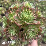 Aeonium Colorful lights Clustering