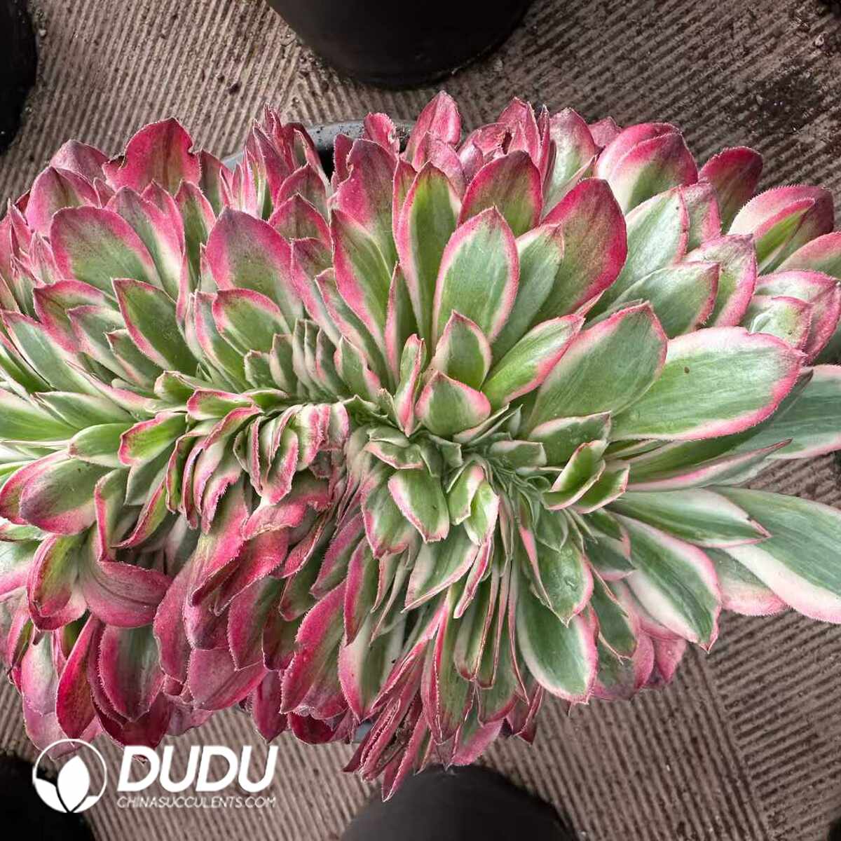 e201-1628.jpg Aeonium Yunhe Cristata - Image 1