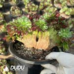 Aeonium Aquaman Cristata