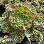 Aeonium Green body Yuzi Clustering
