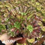 Aeonium Prime of youth Clustering